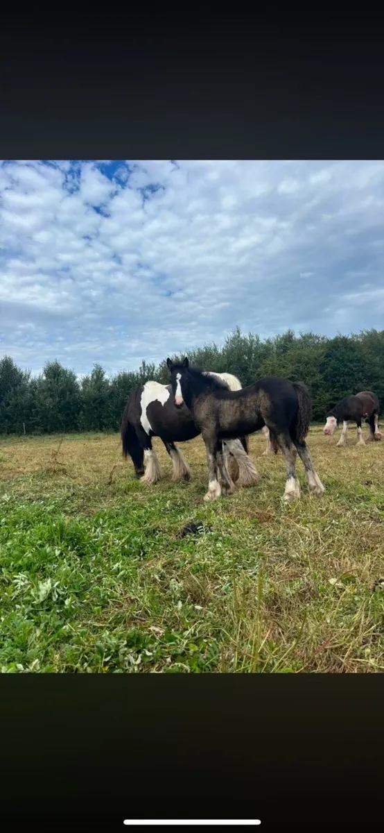 Filly foal to make 14’3/15 hh - Image 1