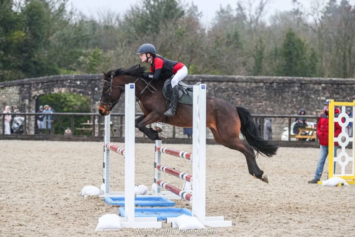 138 show jumper - Image 1
