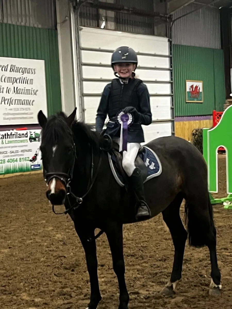 138 show jumper - Image 2