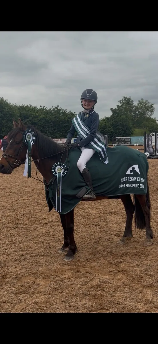 138 show jumper - Image 4