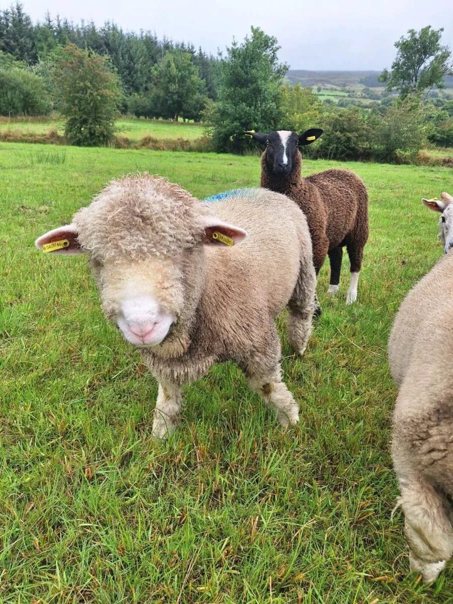 ⭐️🌟Dorset Ram Lamb⭐️🌟 - Image 3