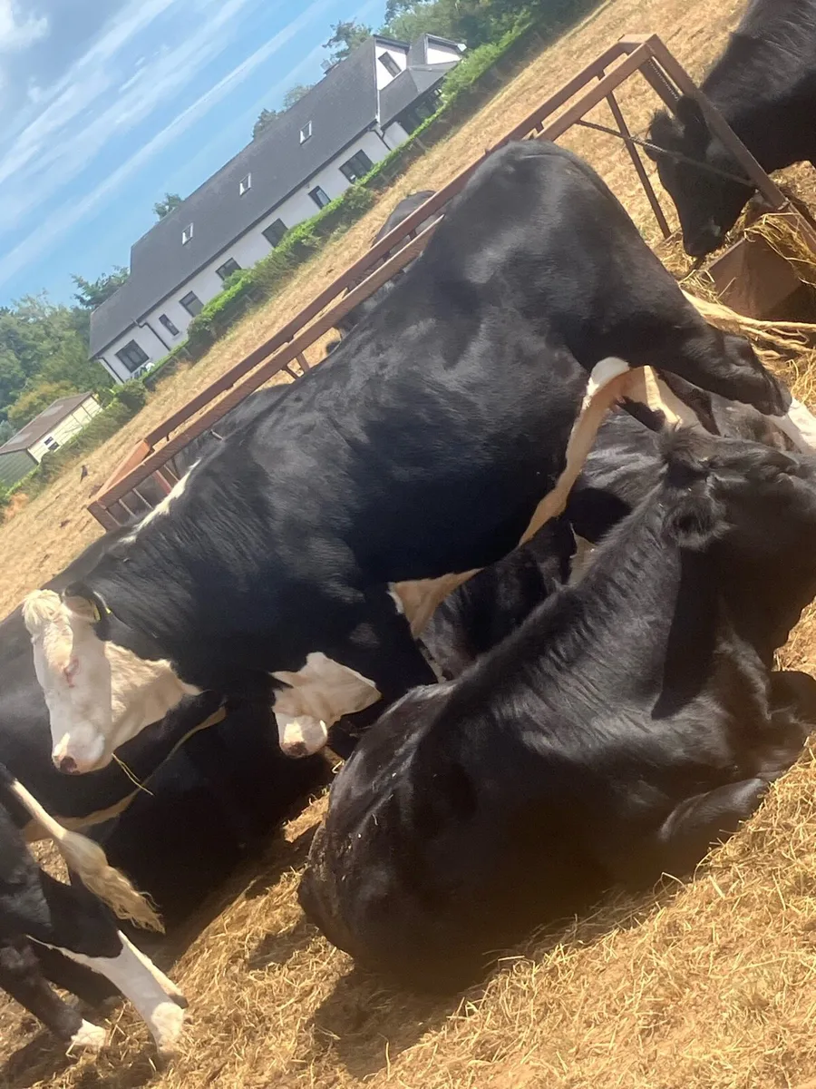 Hex heifers - Image 2