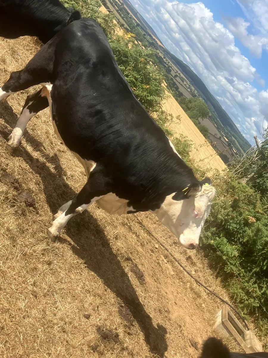 Hex heifers - Image 1