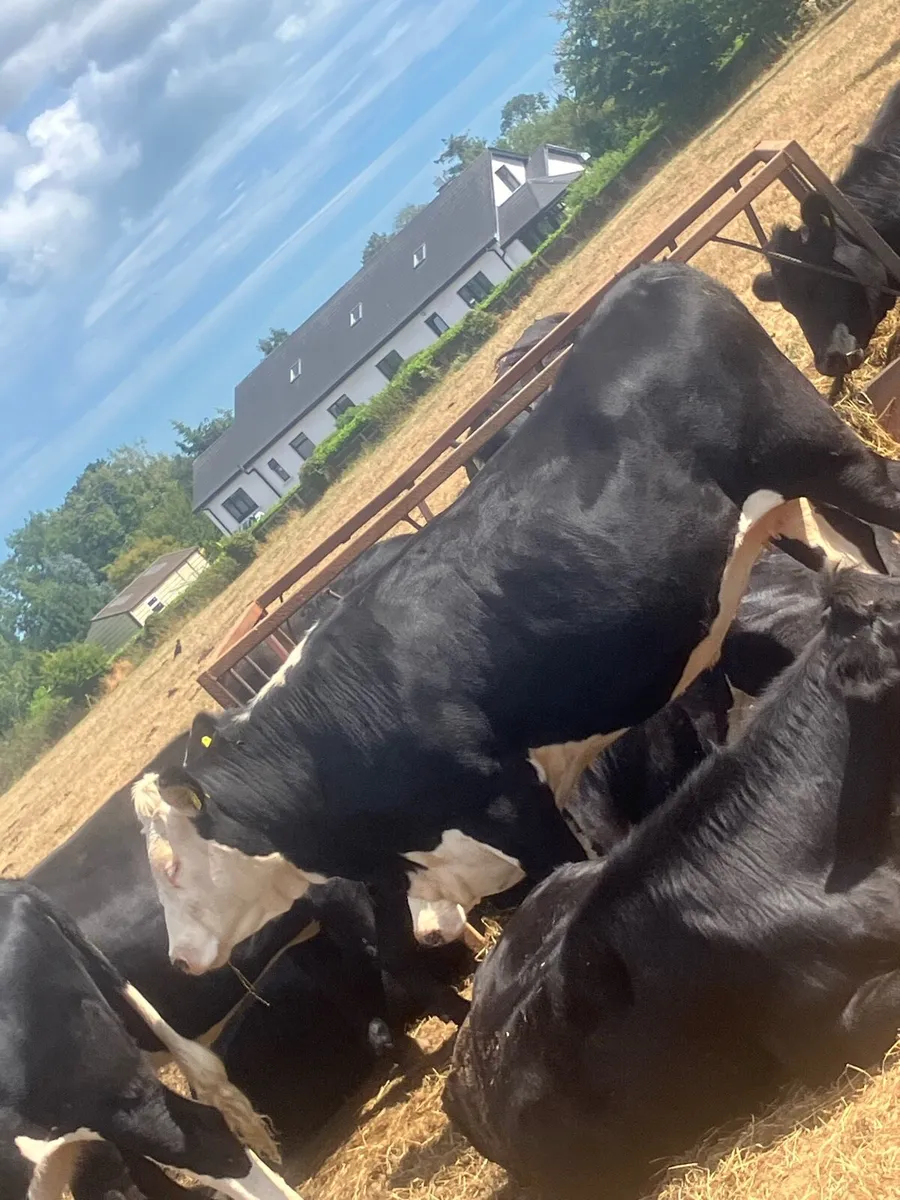 Hex heifers - Image 3