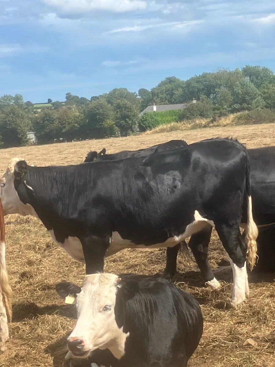 Hex heifers - Image 4