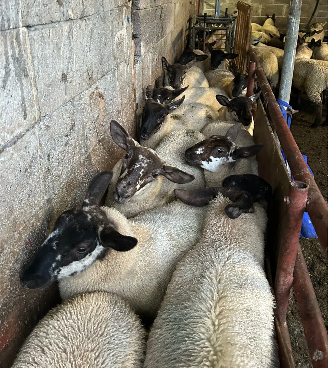 Fully Organic Speckled Face Ewe Lambs - Image 1