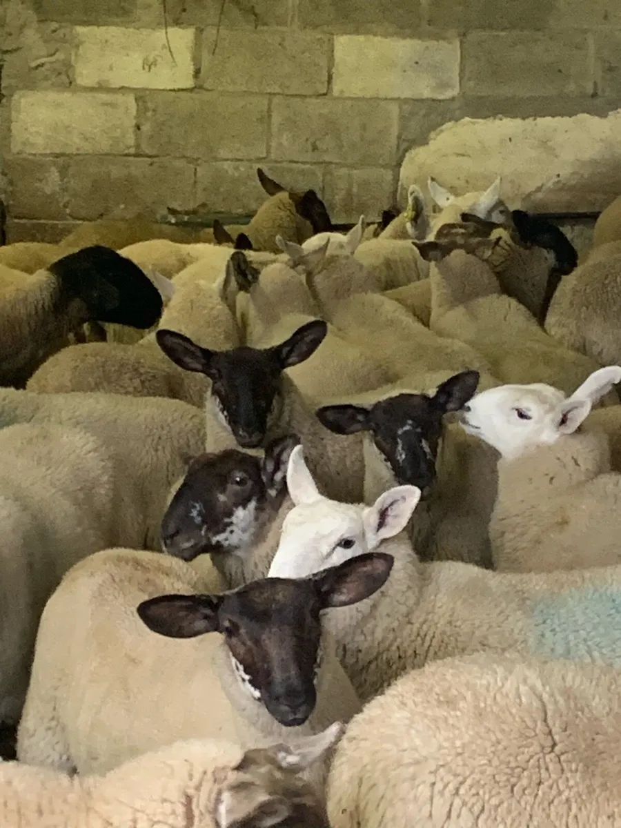 Fully Organic Speckled Face Ewe Lambs - Image 2