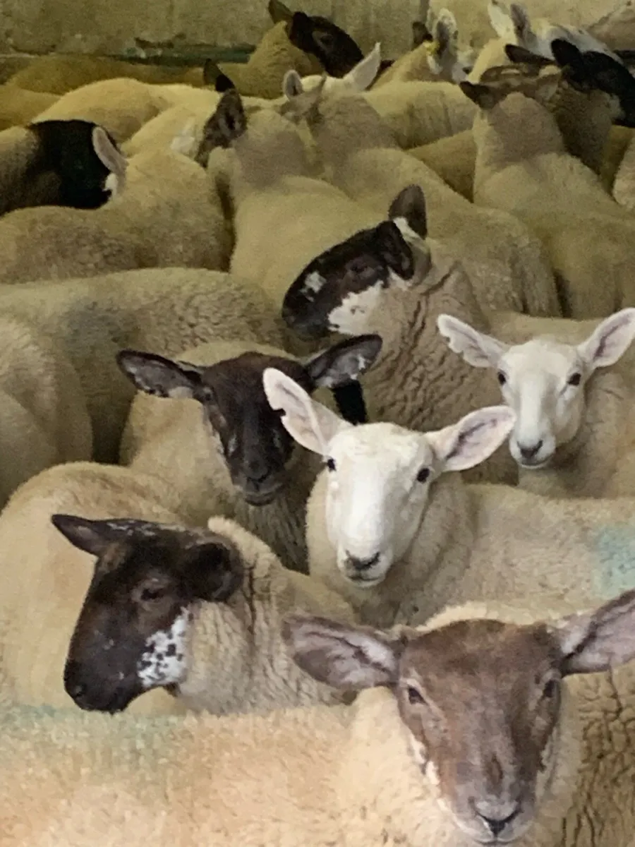 Fully Organic Speckled Face Ewe Lambs - Image 3