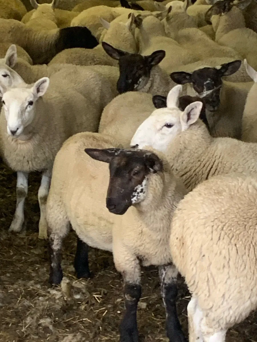 Fully Organic Speckled Face Ewe Lambs - Image 4