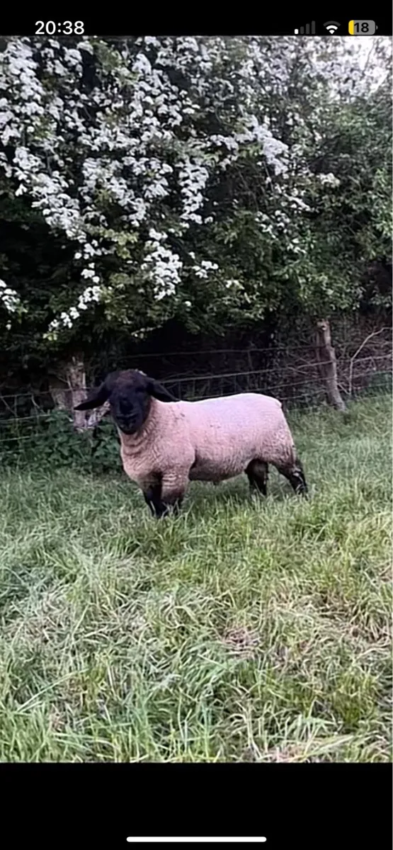 Pb Suffolk rams - Image 1