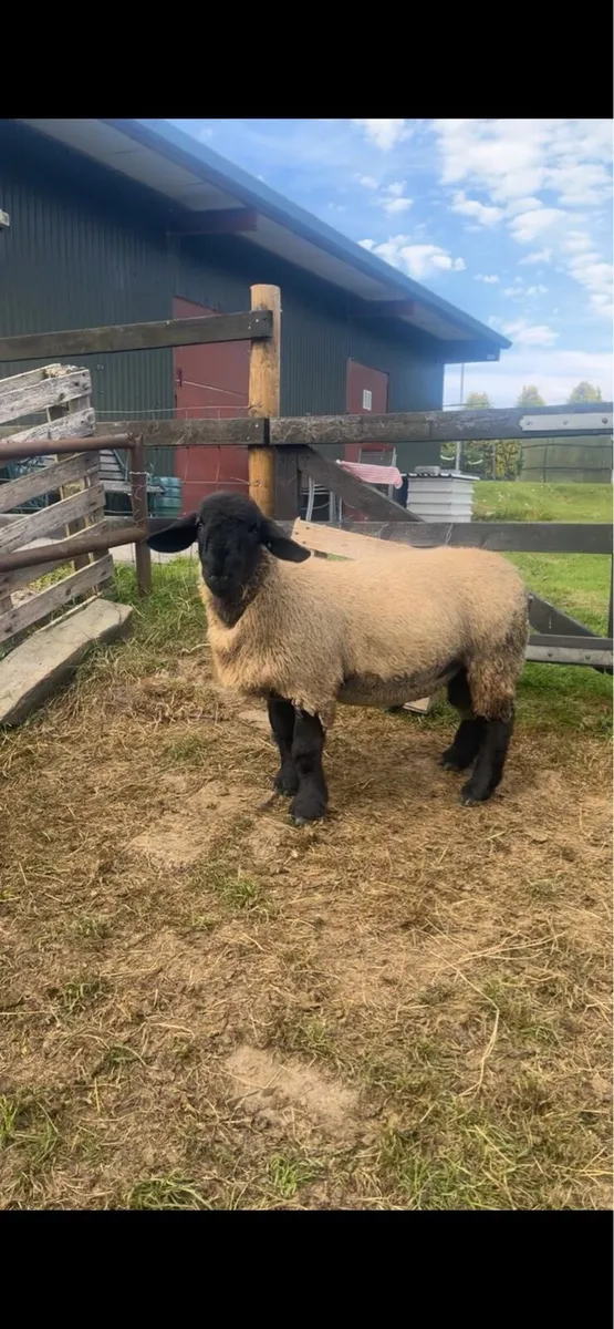 Pb Suffolk rams - Image 2