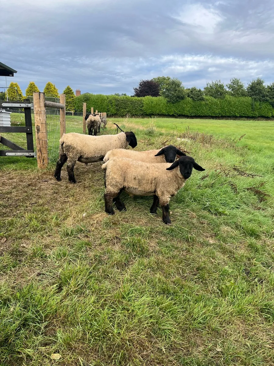 Pb Suffolk rams - Image 4