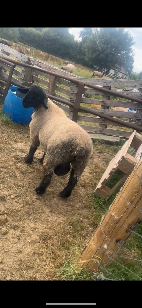 Pb Suffolk rams - Image 3