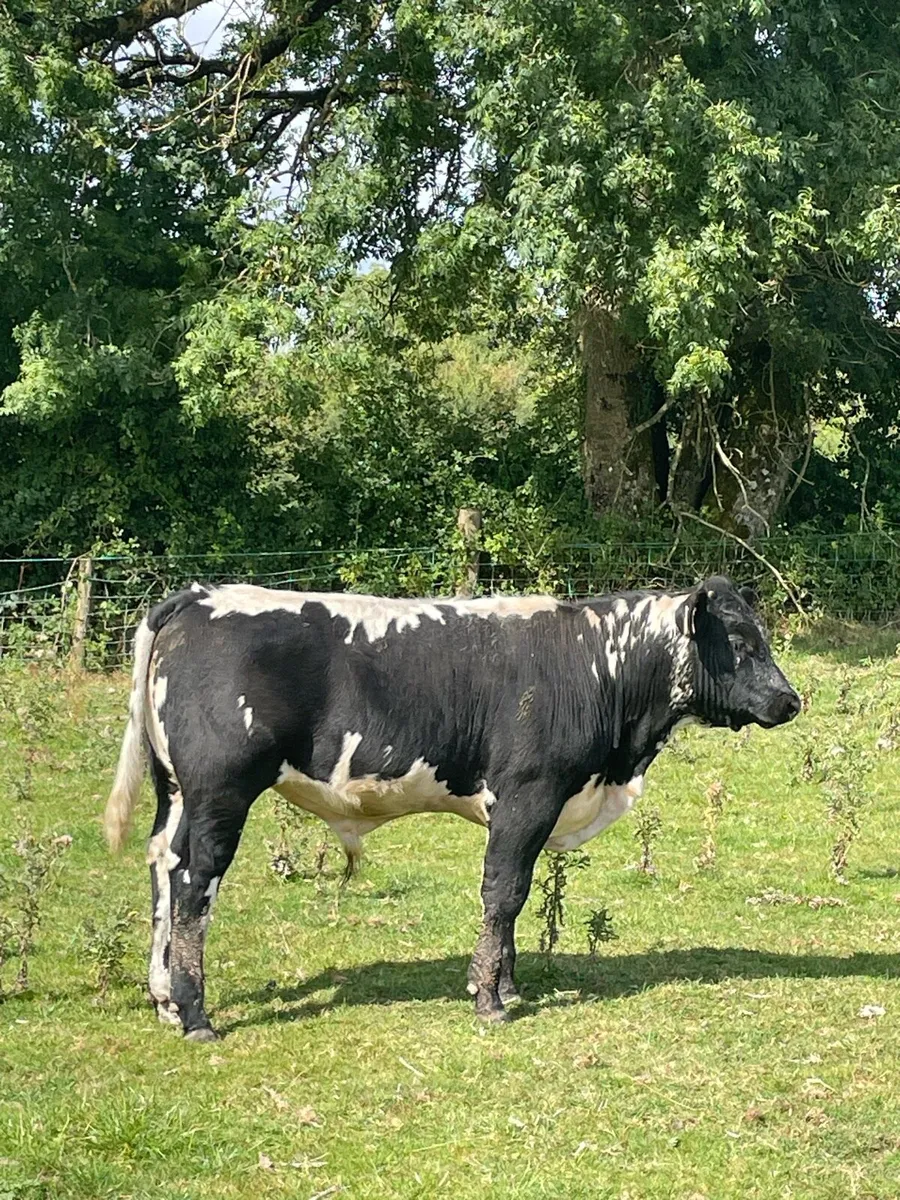 Organic cattle - Image 1