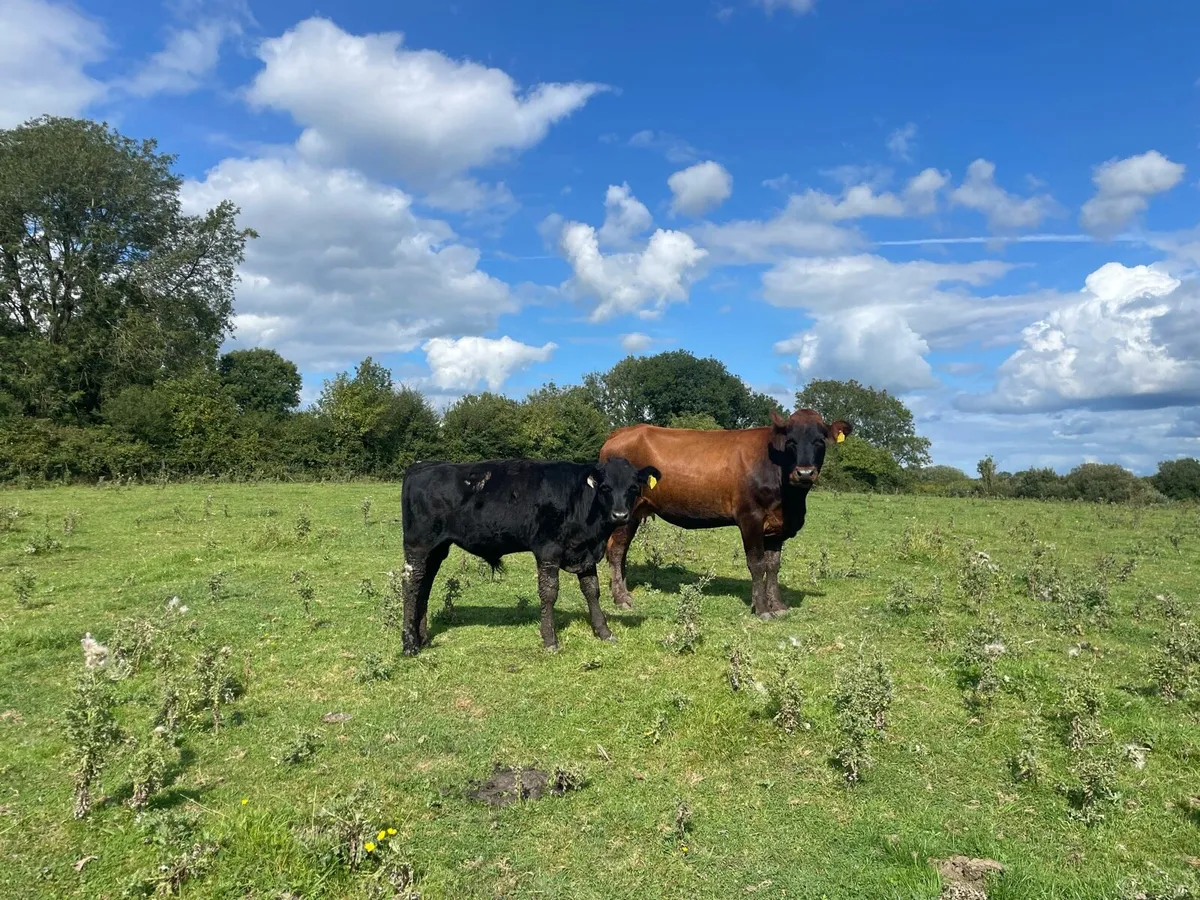 Organic cattle - Image 2