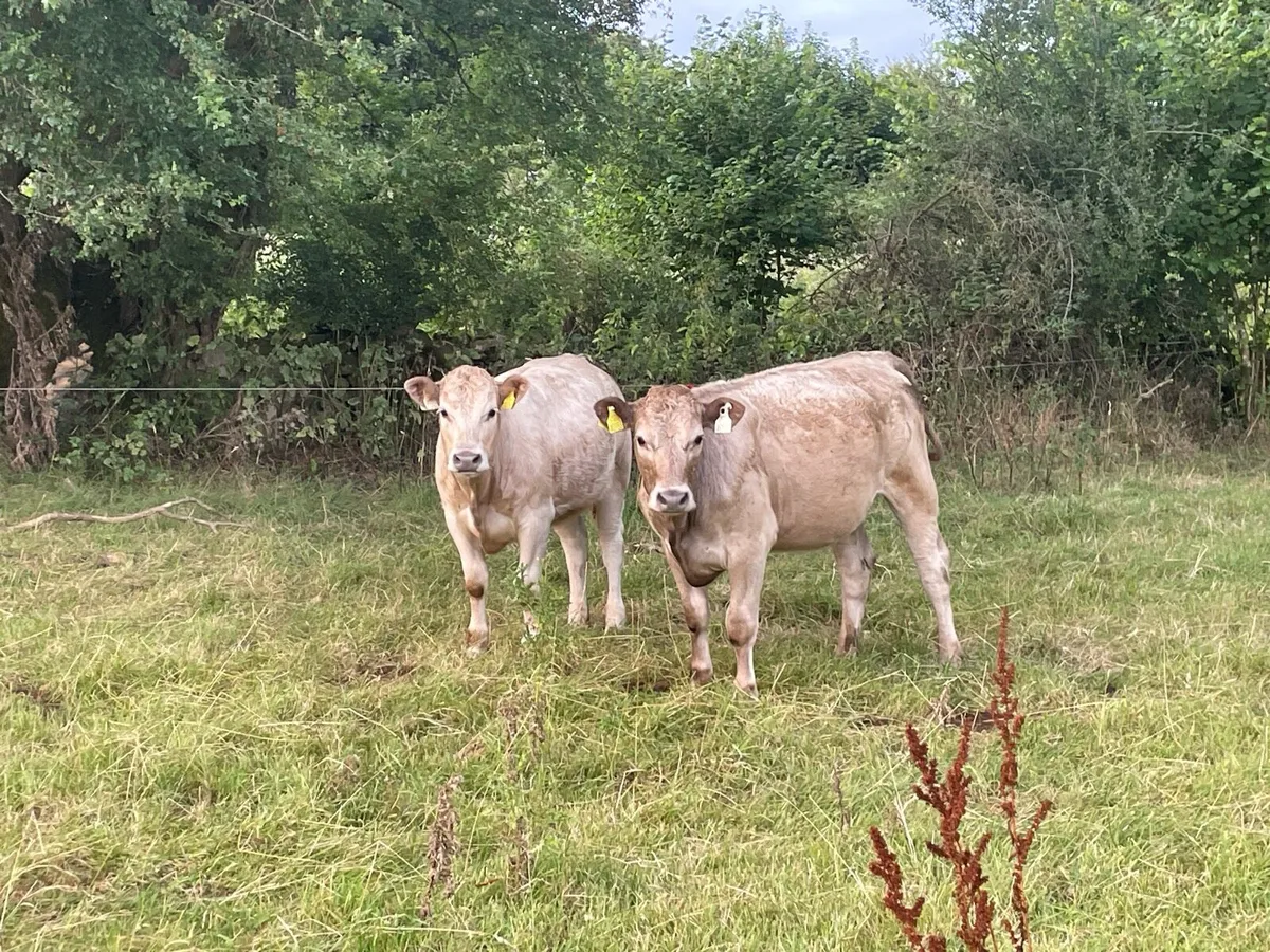 Organic cattle - Image 3