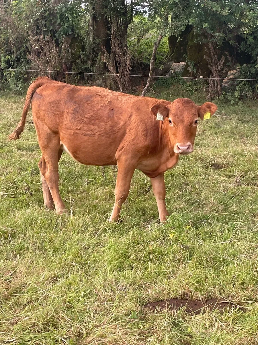 Organic cattle - Image 4