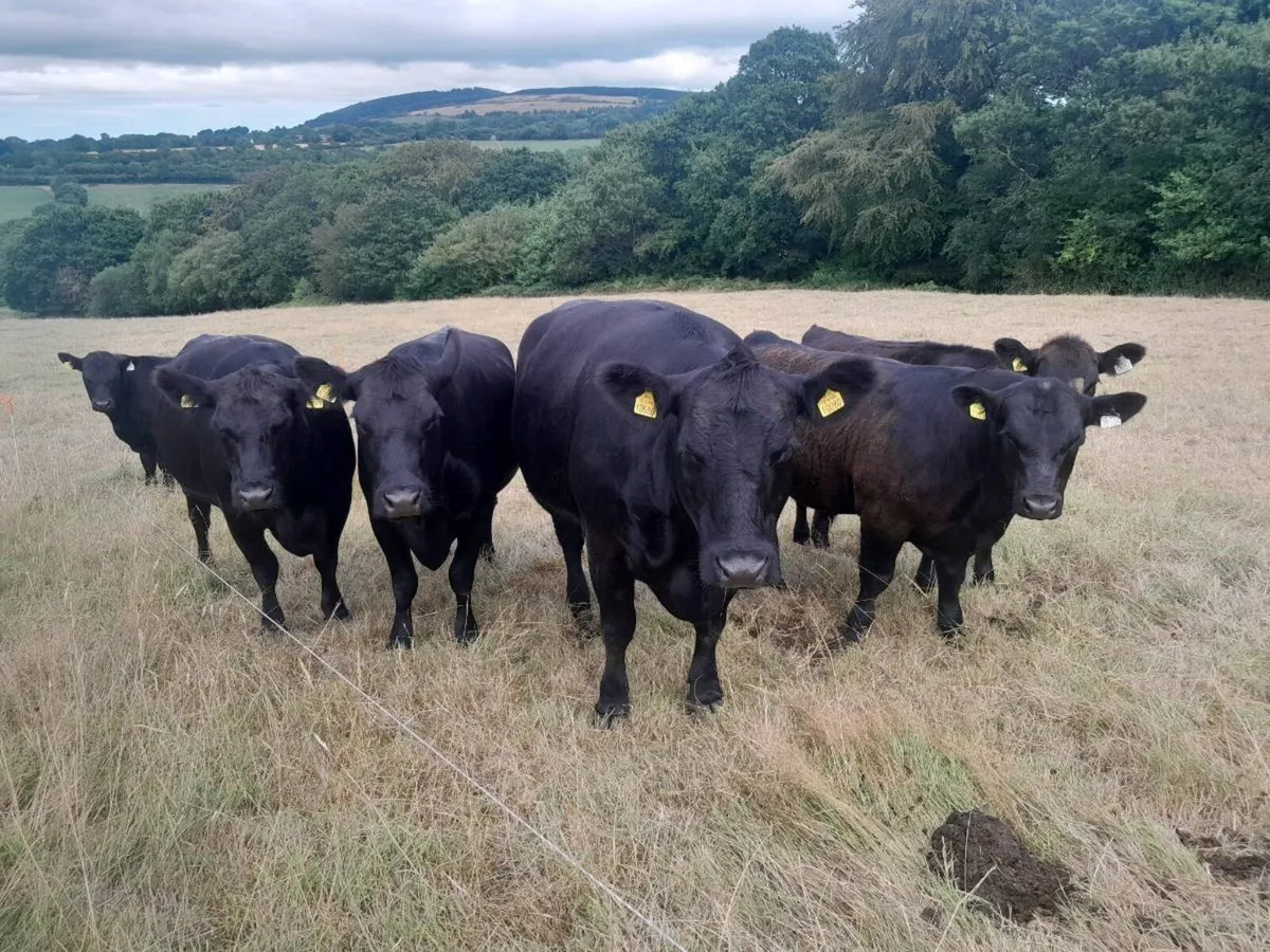 Purebred AA Suckler Cows - Image 2