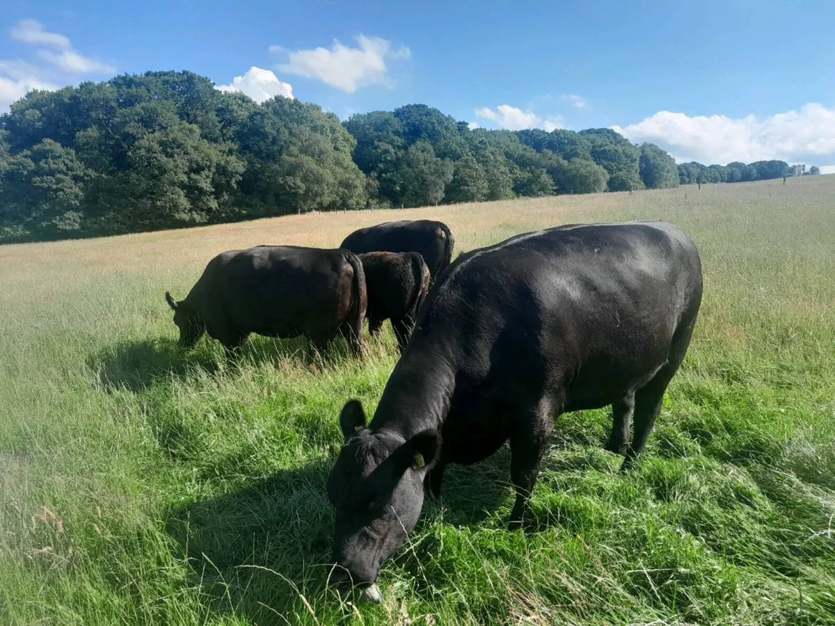Purebred AA Suckler Cows - Image 3