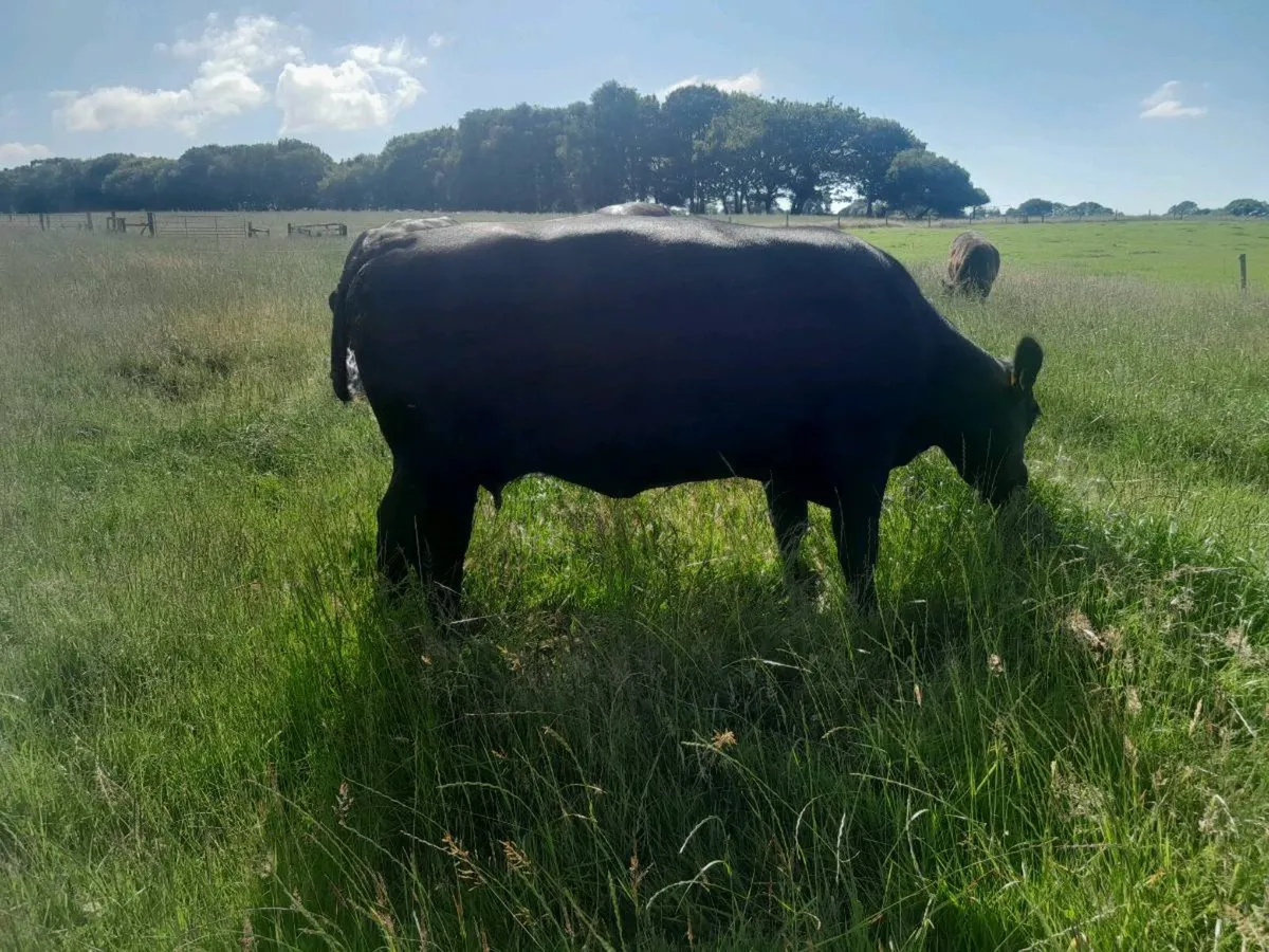 Purebred AA Suckler Cows - Image 4