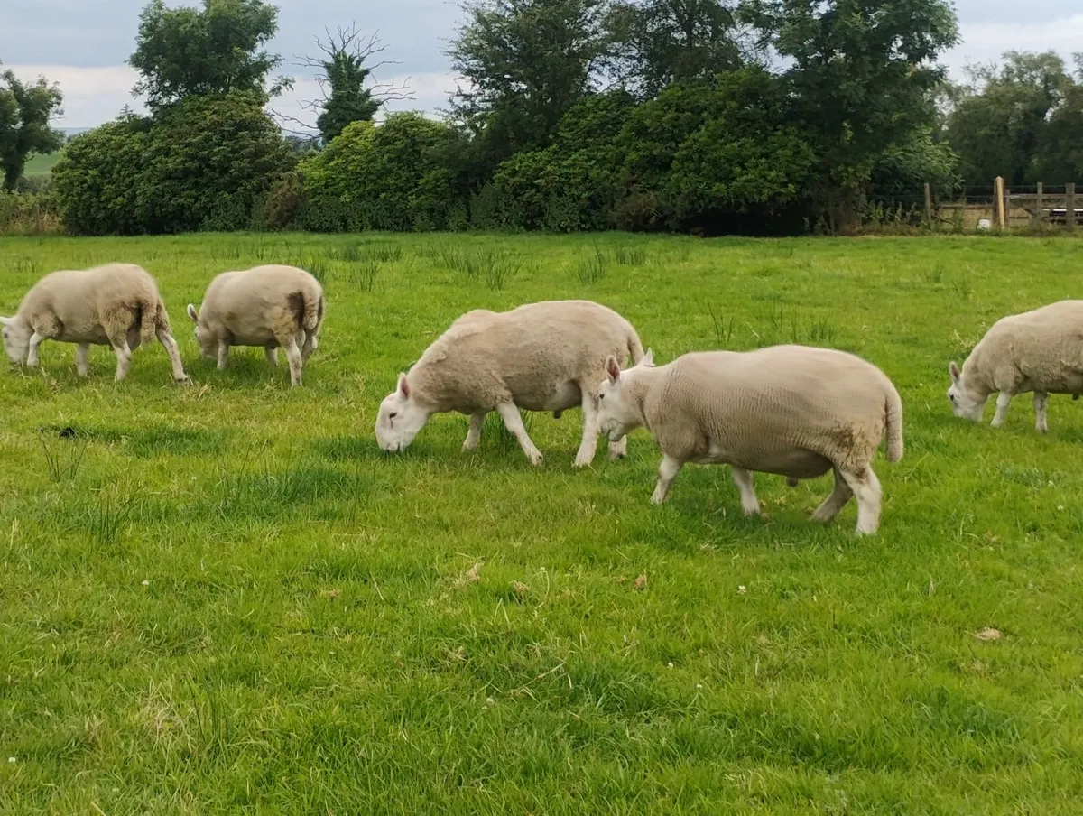 Pb North country Cheviot rams - Image 2