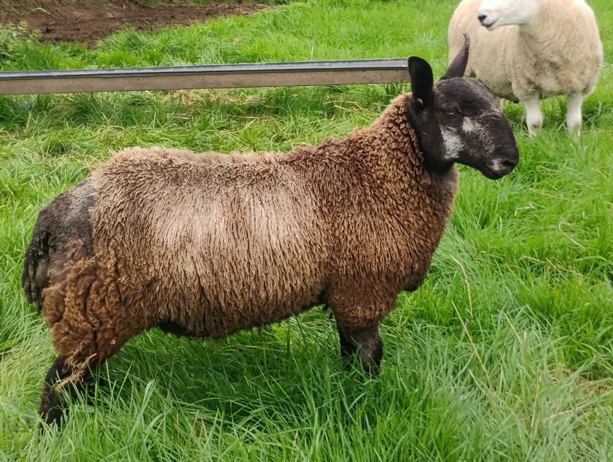 Pb North country Cheviot rams - Image 3