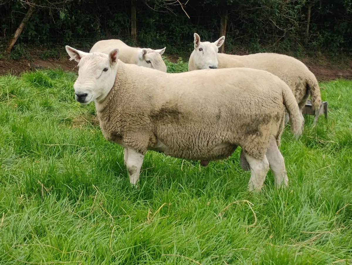 Pb North country Cheviot rams - Image 4