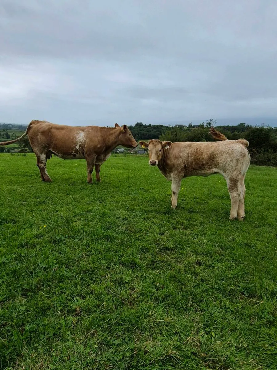 Cow and Calf - Image 1