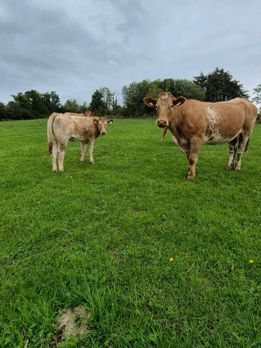 Cow and Calf - Image 2