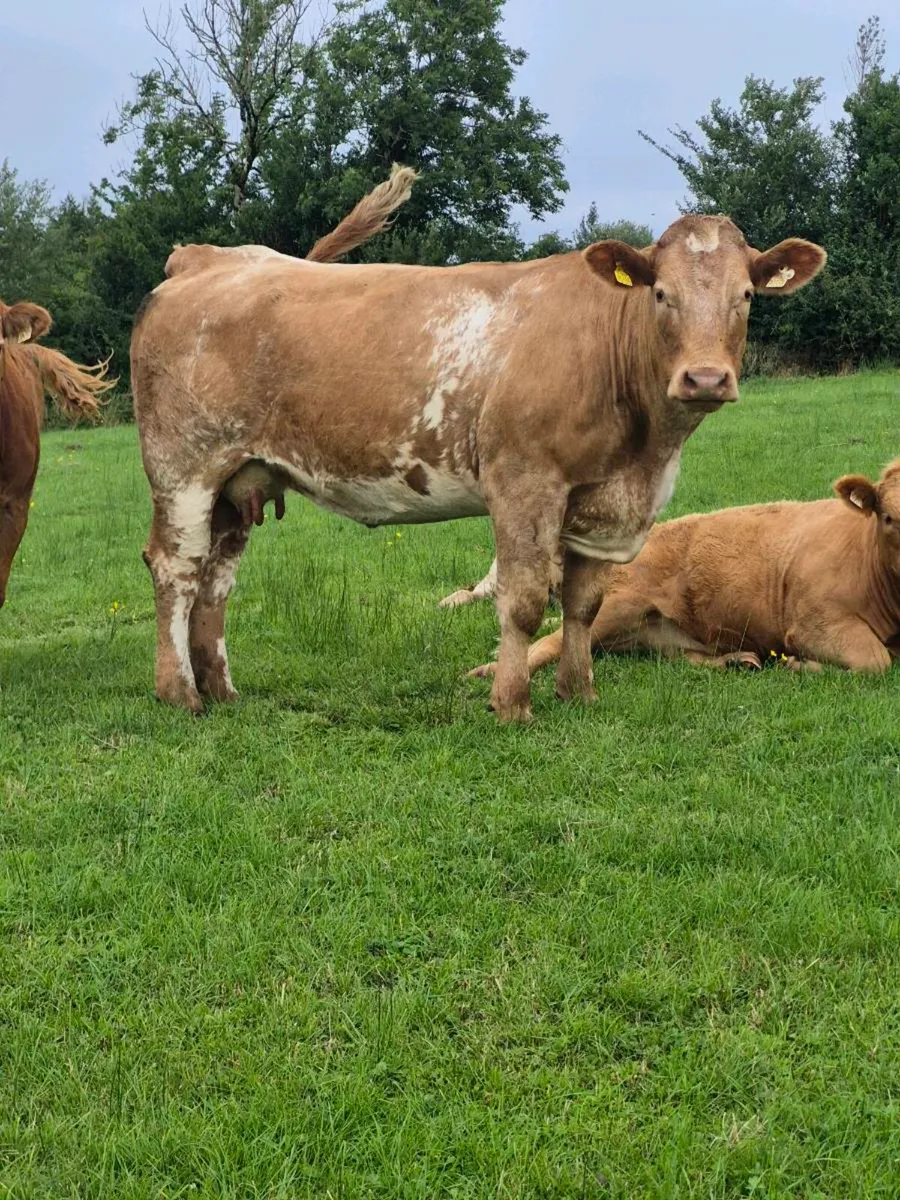 Cow and Calf - Image 3