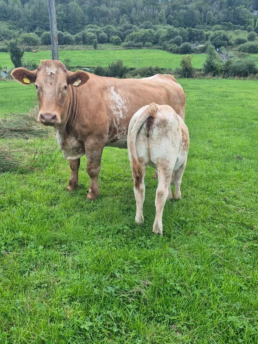 Cow and Calf - Image 4