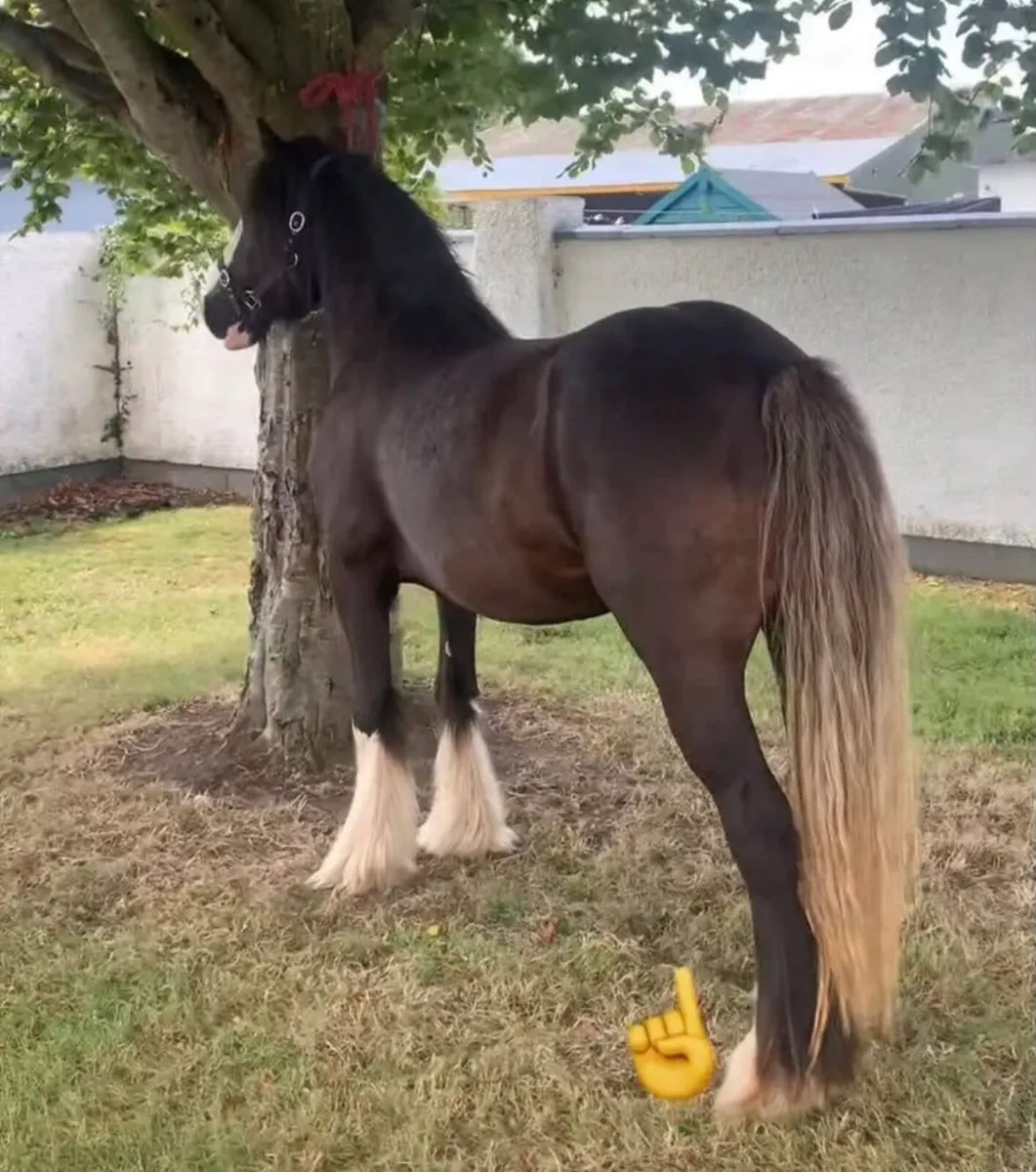 Horses