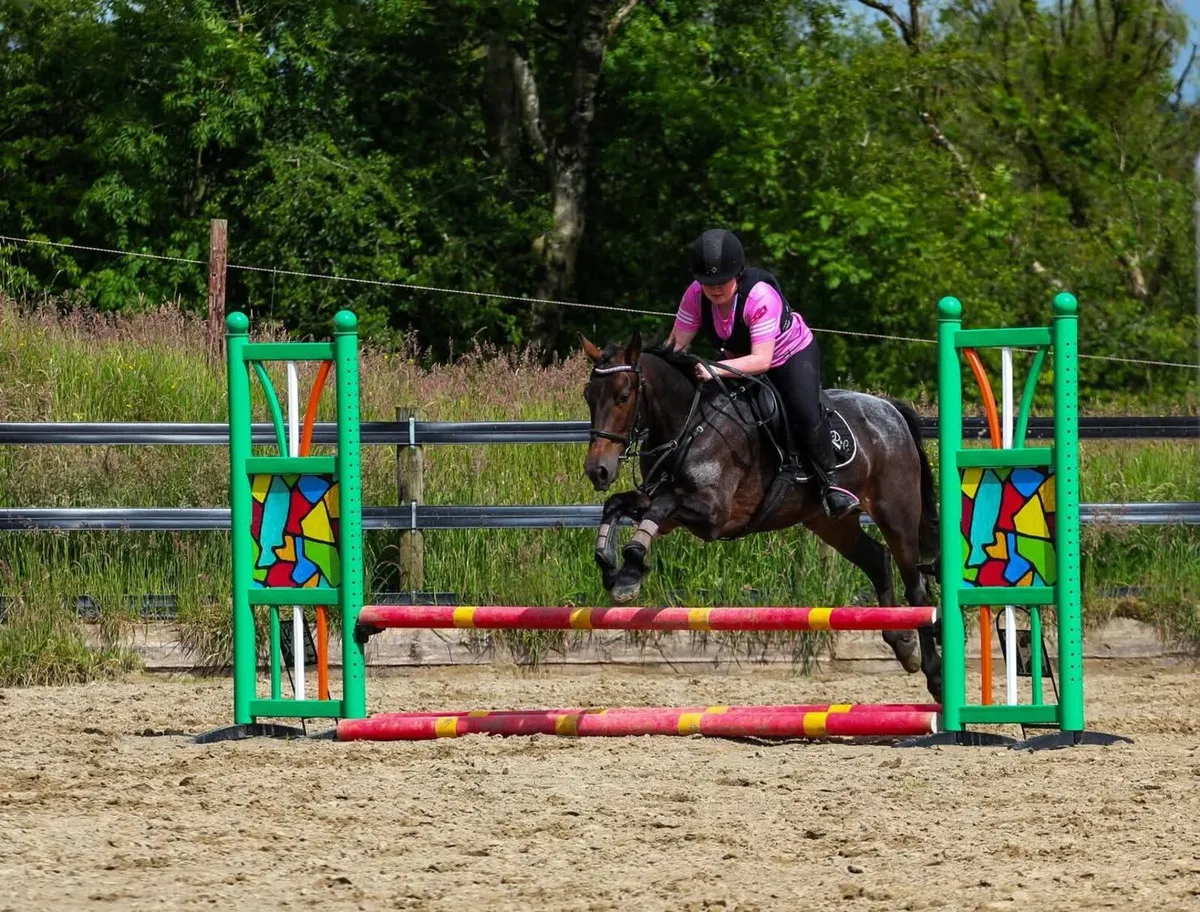 4yr Connemara Mare - Image 4