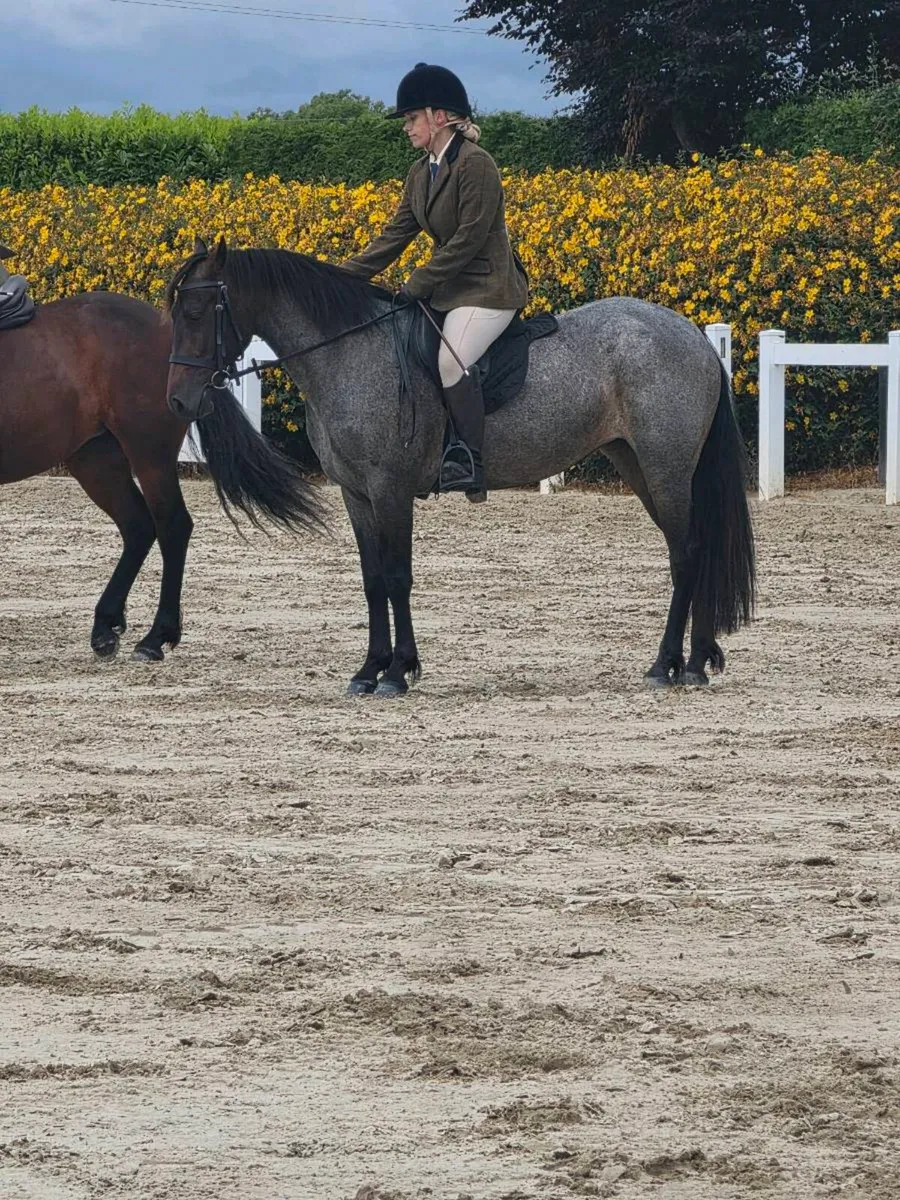 4yr Connemara Mare - Image 1