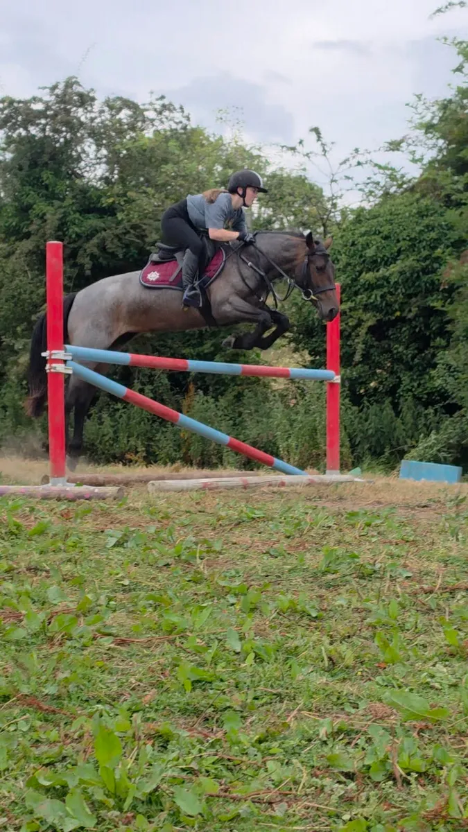 4yr Connemara Mare - Image 2