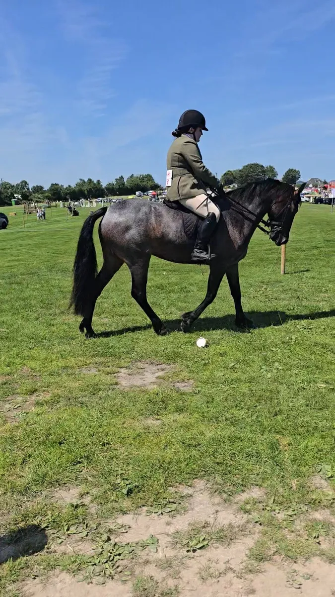 4yr Connemara Mare - Image 3