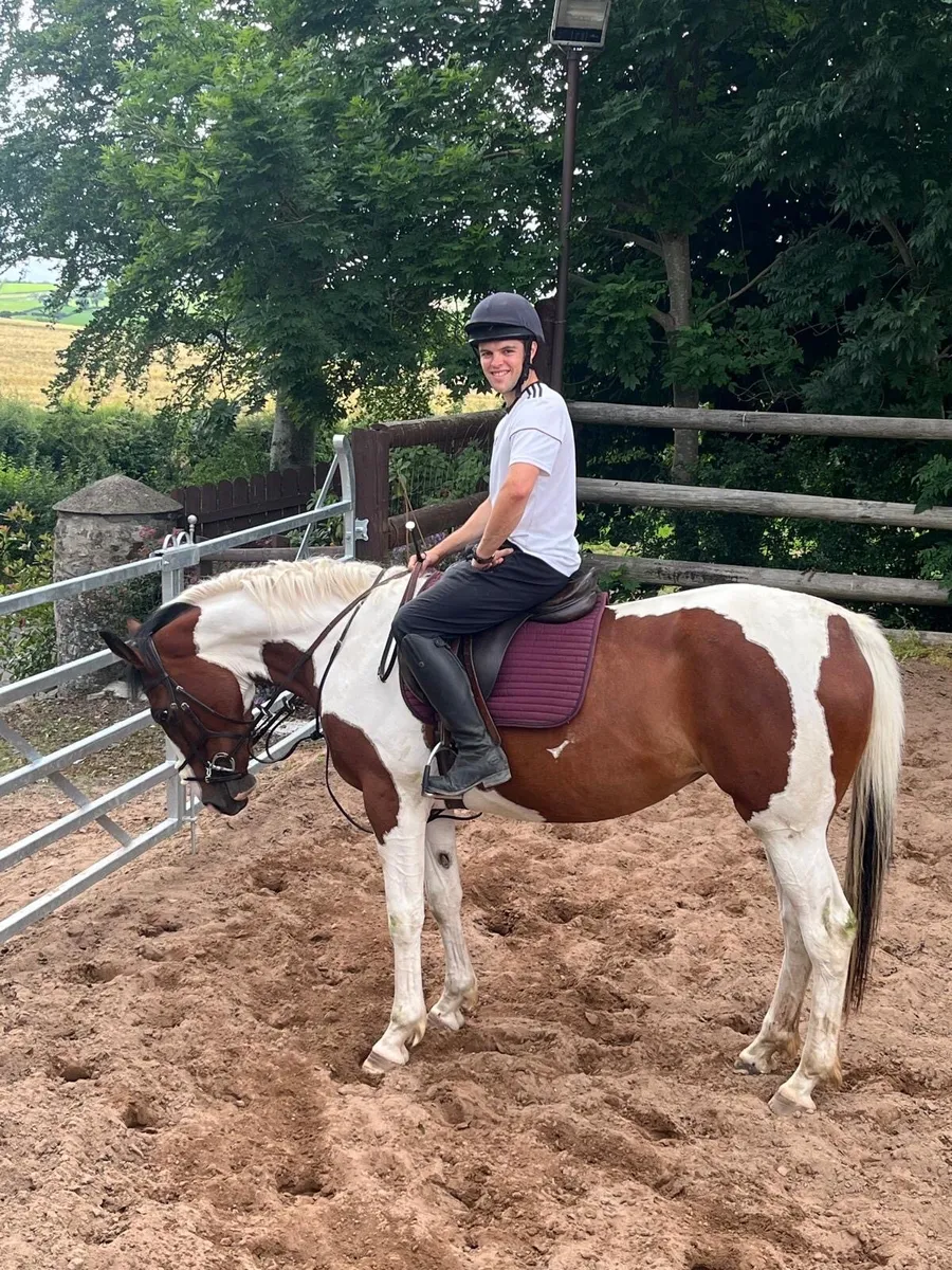 Irish Sport Horse 4 year old - Image 3