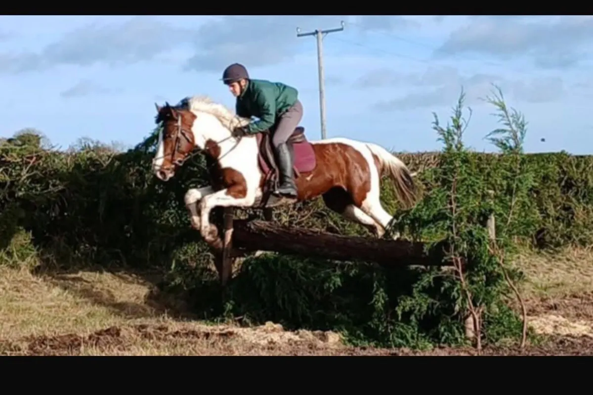 Irish Sport Horse 4 year old - Image 1
