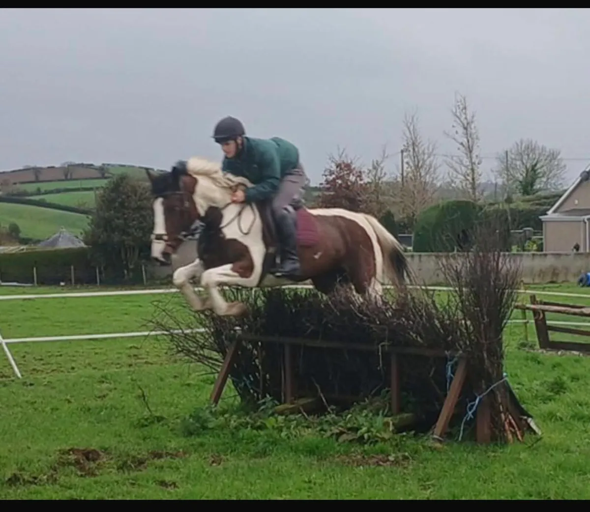 Irish Sport Horse 4 year old - Image 2