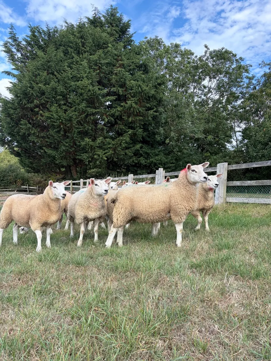 15 Belclare X Texel ewe lambs - Image 1