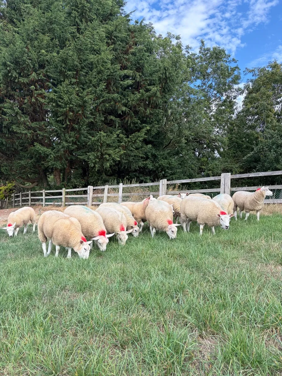 15 Belclare X Texel ewe lambs - Image 3