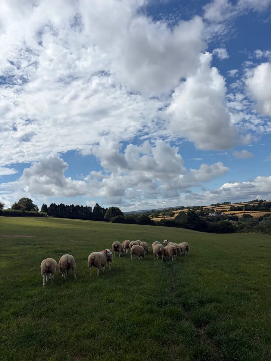 15 Belclare X Texel ewe lambs - Image 2