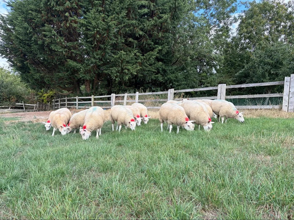 15 Belclare X Texel ewe lambs - Image 4