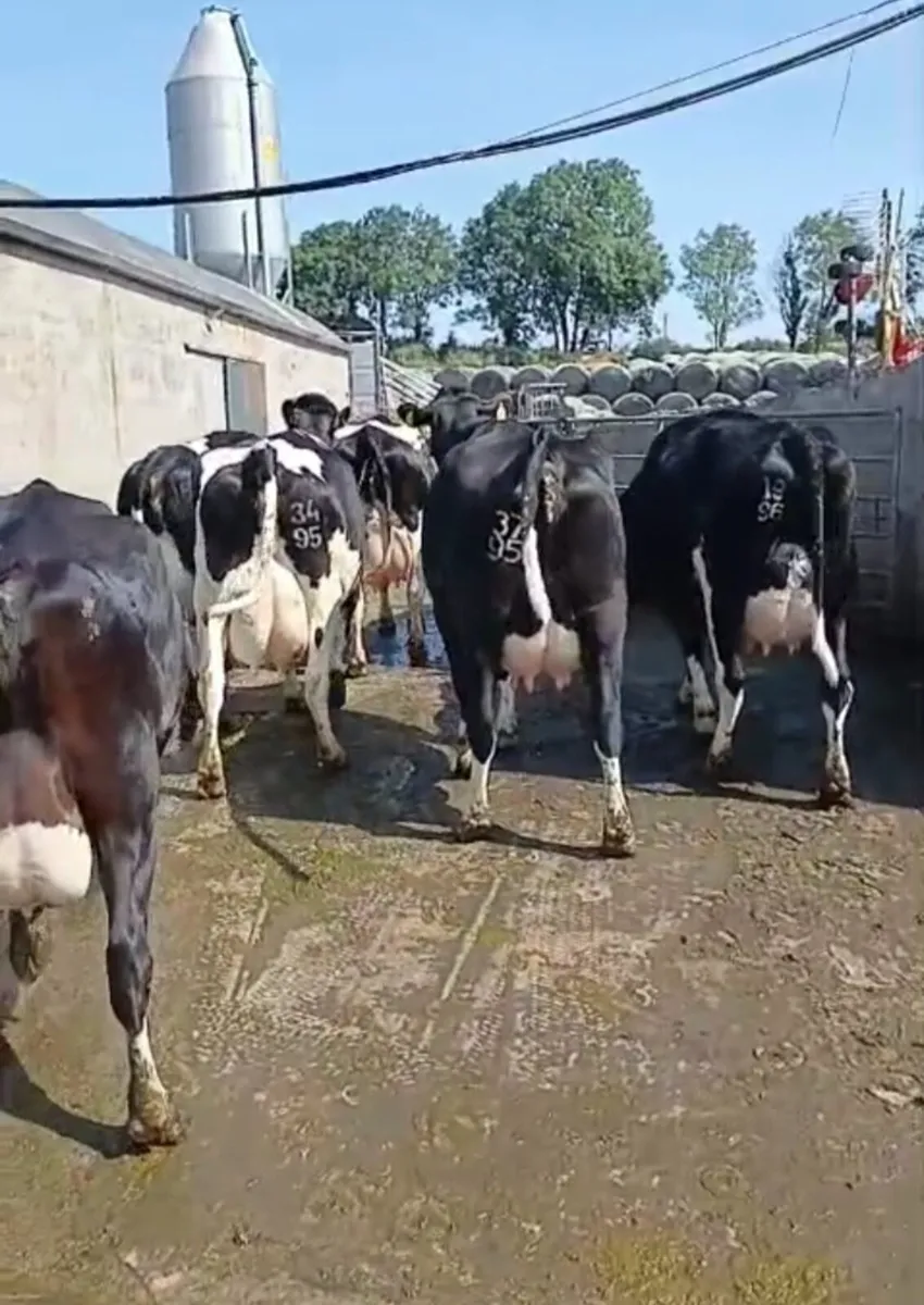 FRESHLY CALVED COWS - Image 2