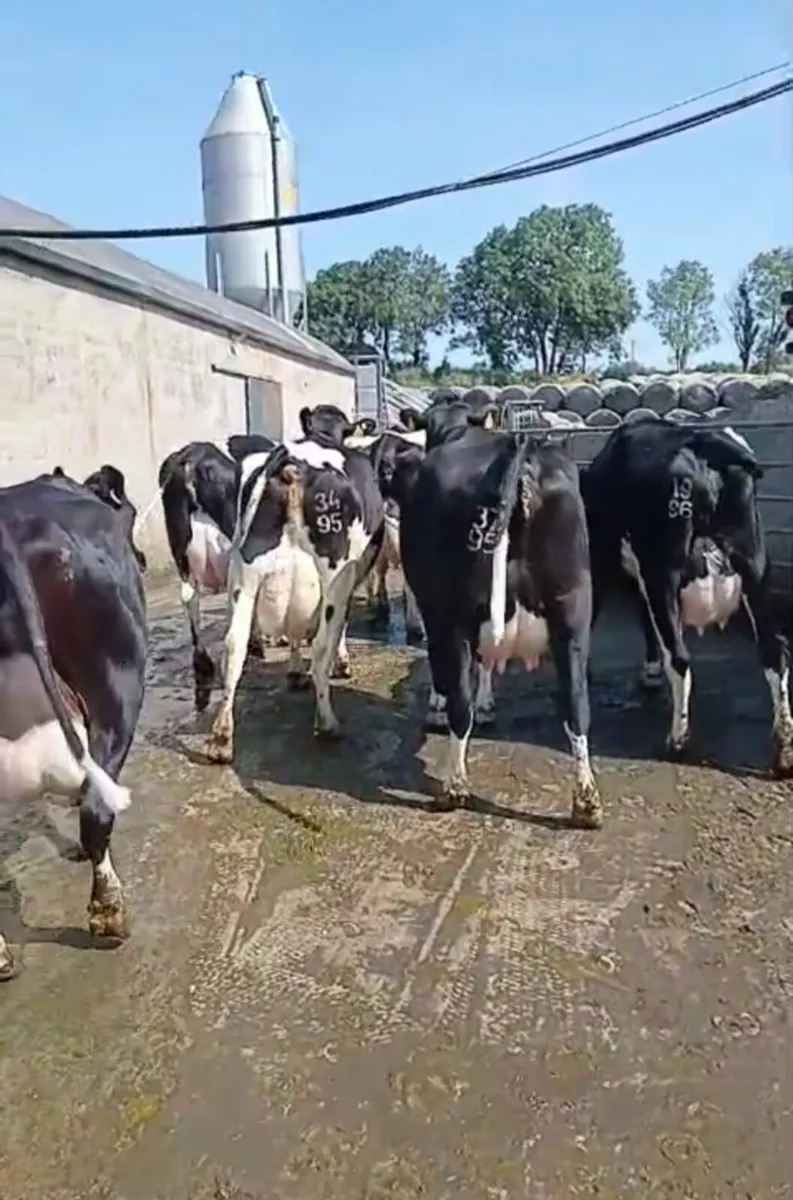 FRESHLY CALVED COWS - Image 1