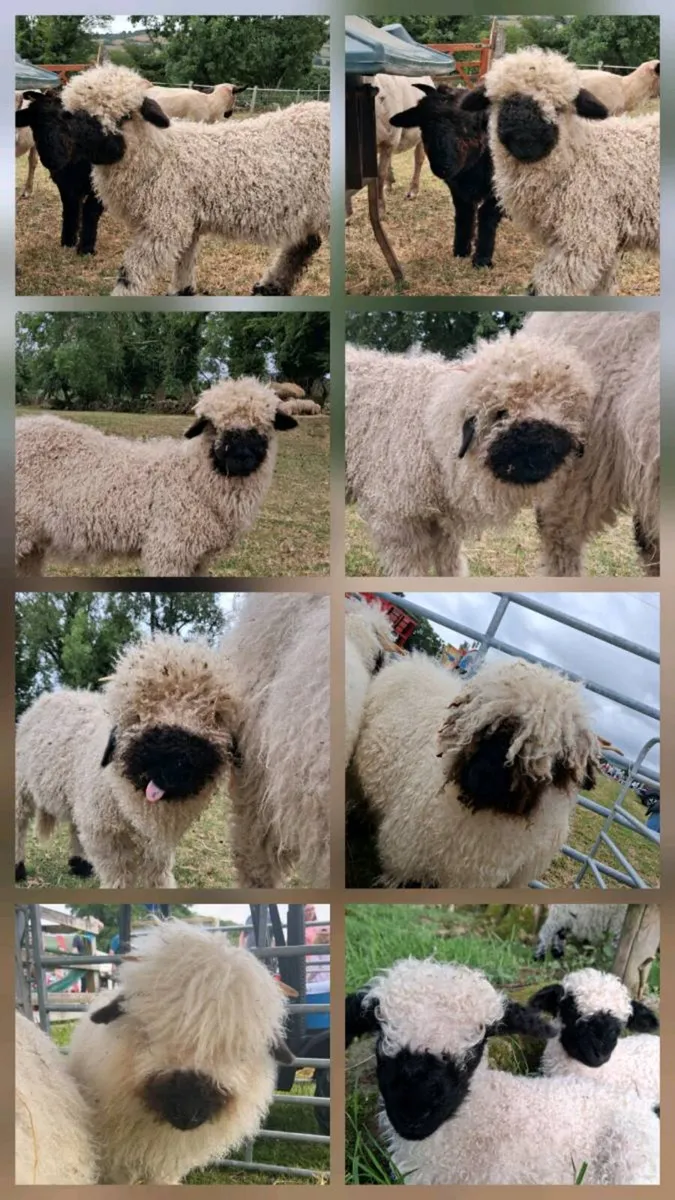 Valais Blacknose Lambs