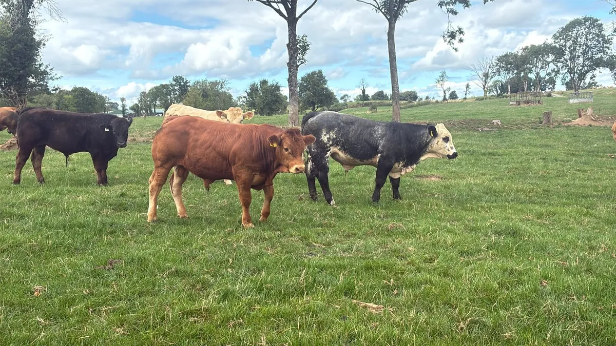Continental bulls - Image 1