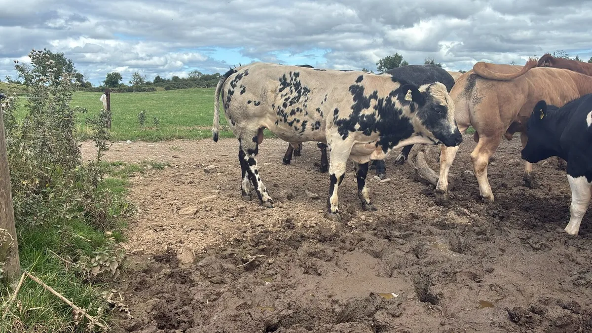 Continental bulls - Image 2