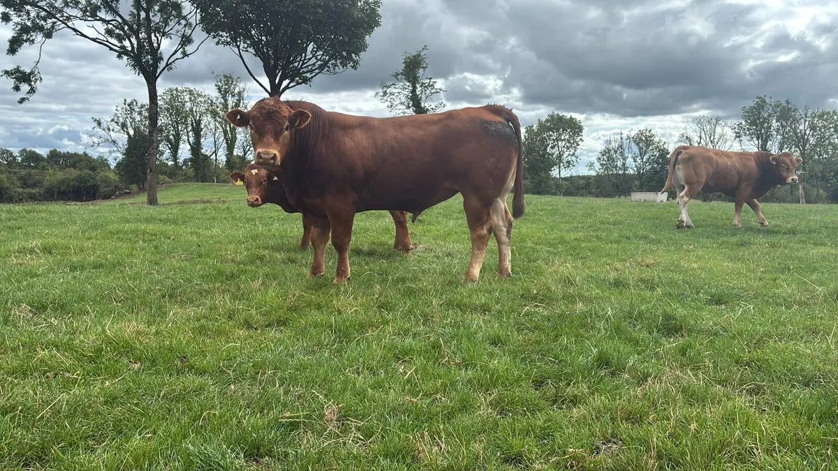 Continental bulls - Image 3