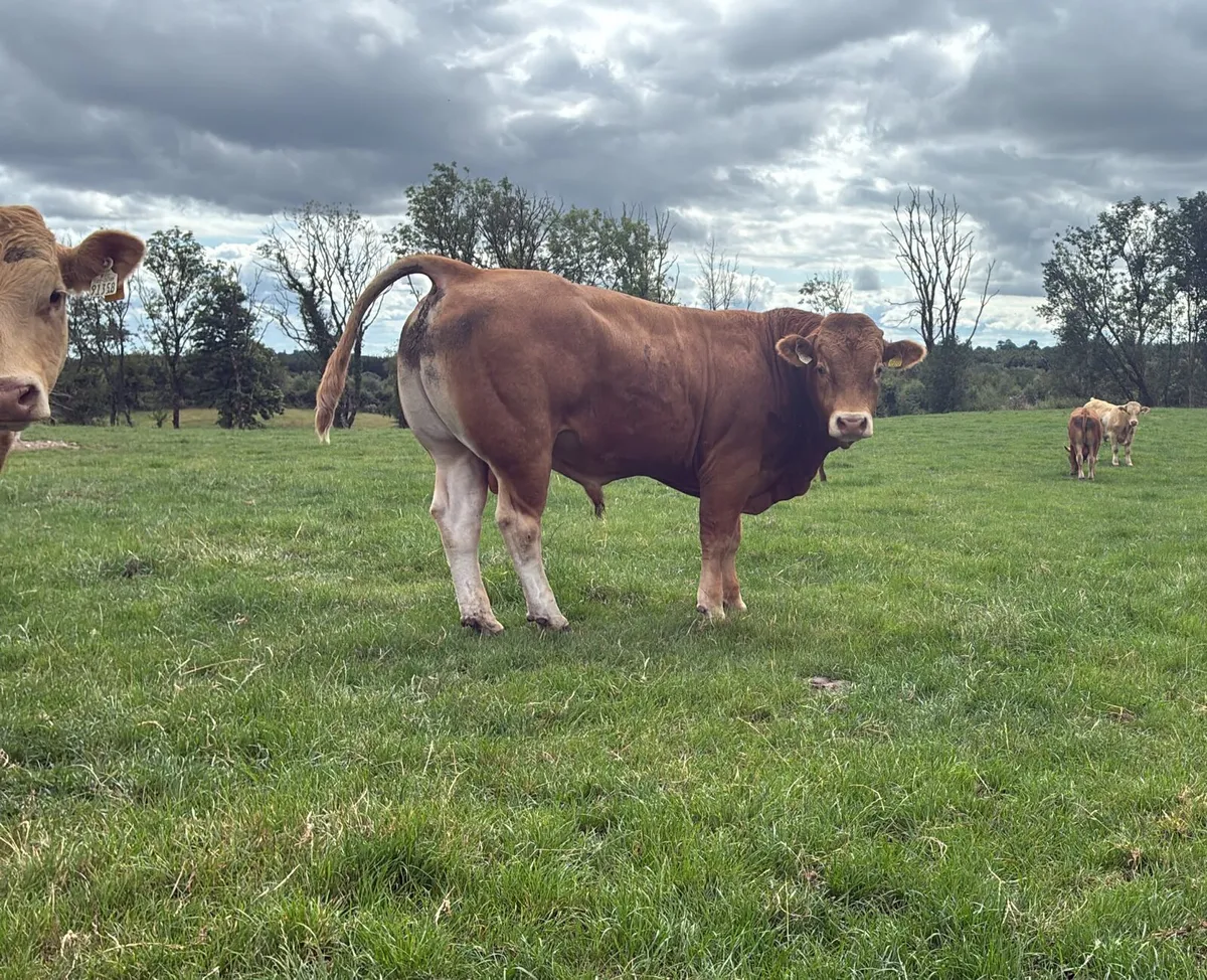 Continental bulls - Image 4